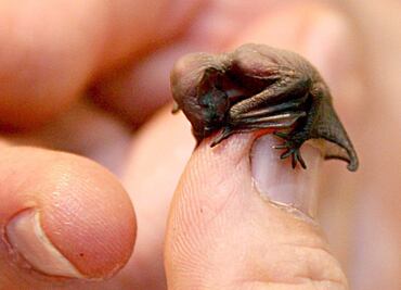 Murciélagos, nuestros aliados en la ecología y la economía