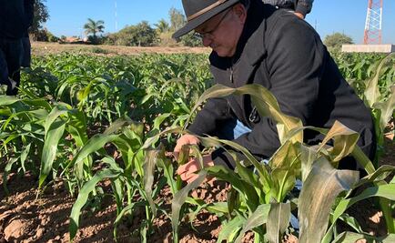 Frente Frío número 21 causa daños en cultivos de Sinaloa