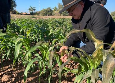 Frente Frío número 21 causa daños en cultivos de Sinaloa