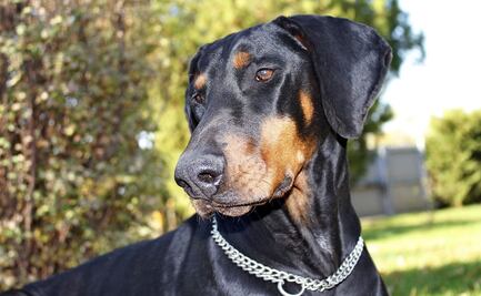 Descubre las 5 razas de perros que pierden poco pelo