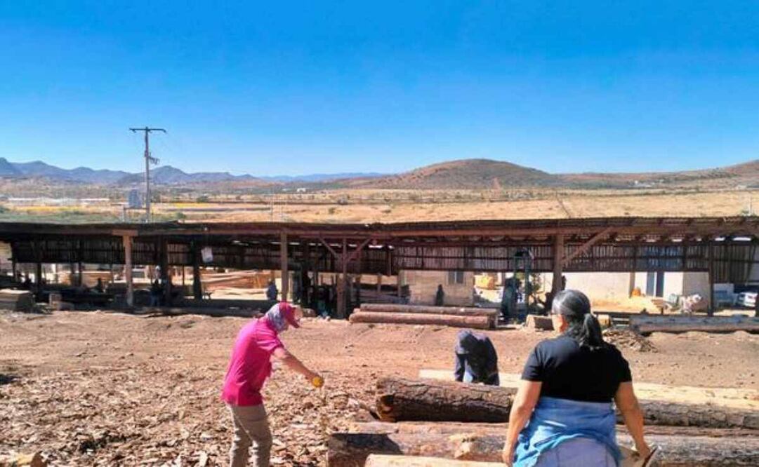 Profepa clausura 11 aserraderos clandestinos en 13 estados. Foto: Especial