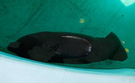 Nace manatí en Acuario de Veracruz