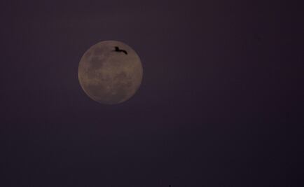 Hoy habrá Luna Llena en la Ciudad de México