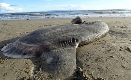 Hallan raro ejemplar de pez luna en playa de California