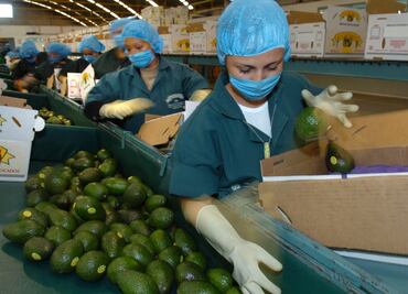 EU anuncia restablecimiento de exportación total de aguacate michoacano a partir del 3 de julio