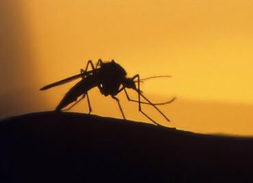 Lab study supports linking Zika to brain defect