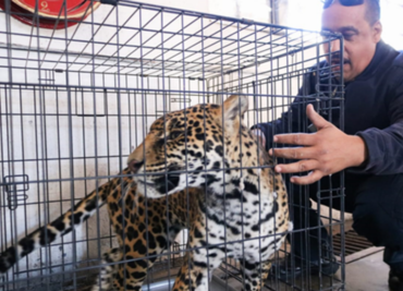 Bomberos de Chihuahua capturan jaguar que deambulaba en la calle