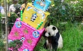 Así será el cumpleaños 36 de la panda Xin Xin en Chapultepec