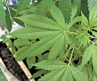 Avanza en el Senado la legalización de la marihuana