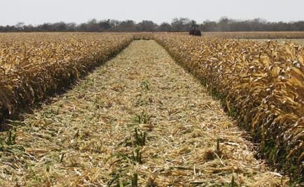 Quality seed and adequate regulation, the key for agro-alimentary self-sufficiency