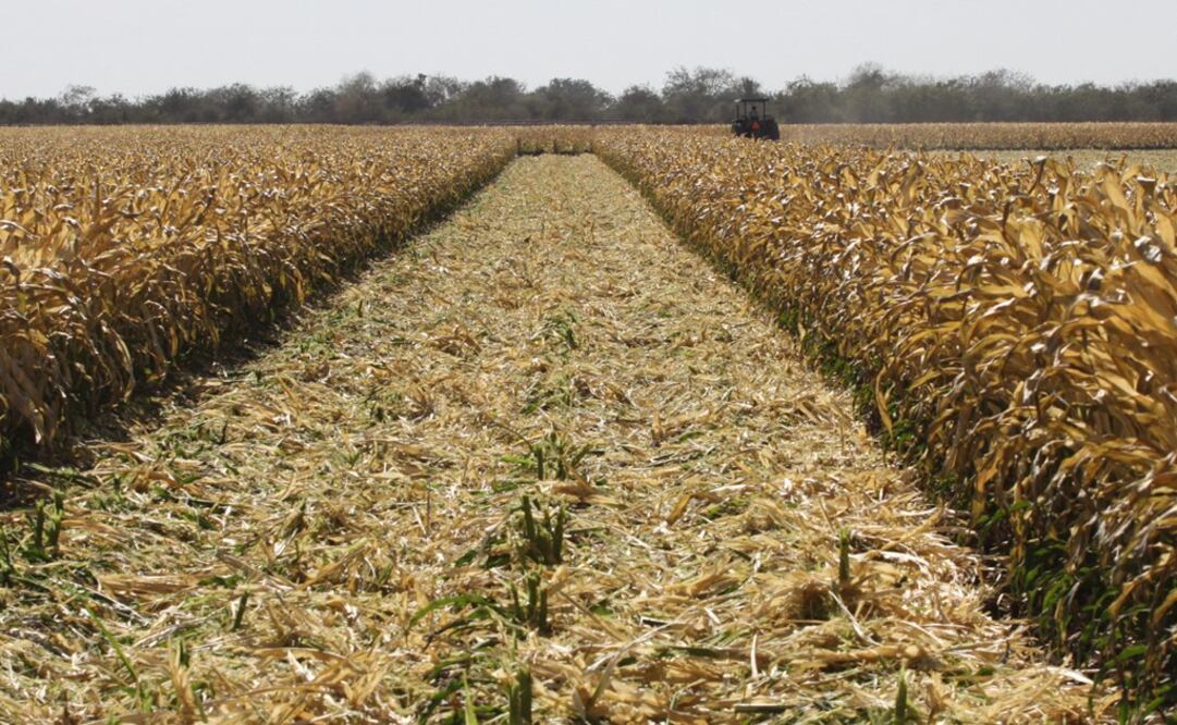 Seed producers are trying to modernize Mexican agriculture -  Photo: File Photo/EL UNIVERSAL