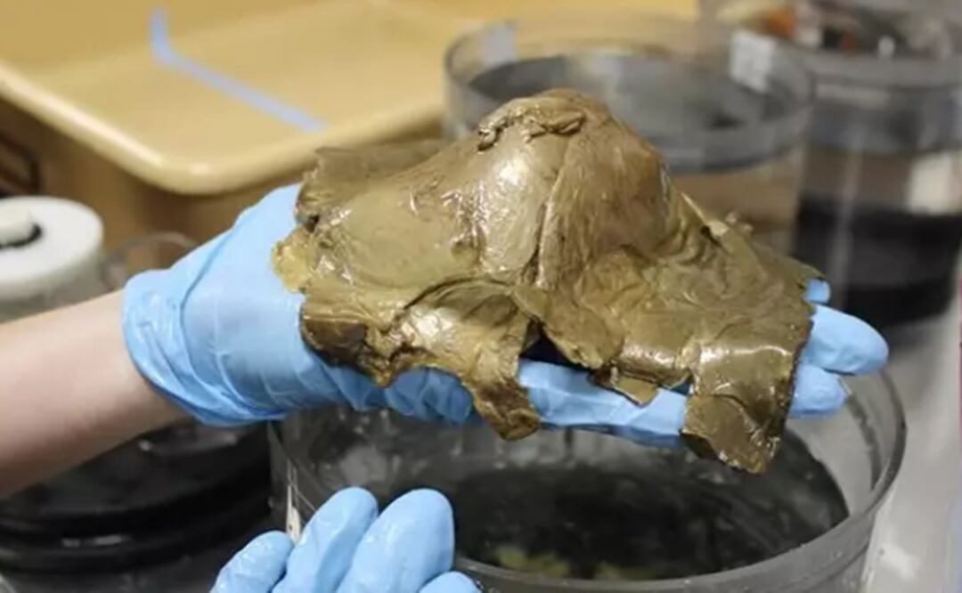 Aspecto de la criatura desconocida extraída del fondo del Golfo de Alaska. Foto: NOAA