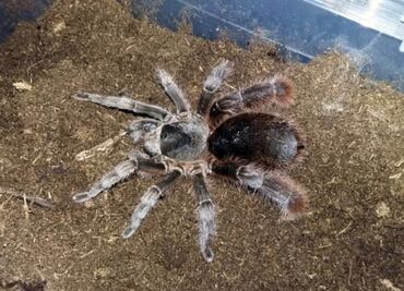 Profepa asegura a especies en peligro de extinción