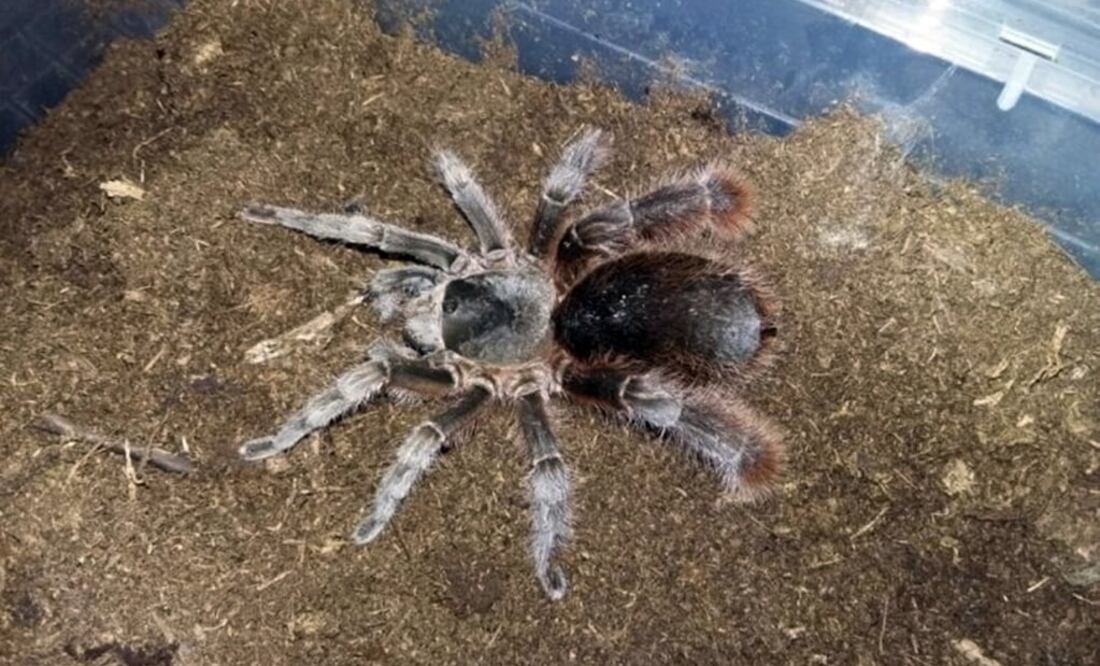 Los ejemplares están enlistados en la Norma Oficial Mexicana NOM-059-SEMARNAT-2010 en distintas categorías de riesgo de extinción. /Especial - Profepa