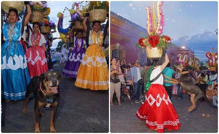 ¡Se acabó la fiesta para Mazapán! Le prohíben participar en la Guelaguetza