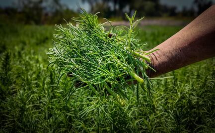 Romeritos, tradición de temporada de Cuaresma; Sedema impulsa producción de más de mil toneladas