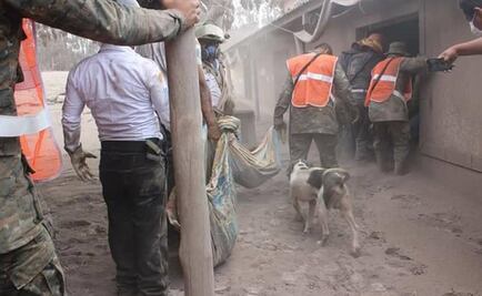 Perro guía a rescatistas para hallar cuerpos de sus dueños tras erupción de volcán en Guatemala