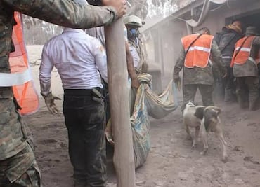 Perro guía a rescatistas para hallar cuerpos de sus dueños tras erupción de volcán en Guatemala