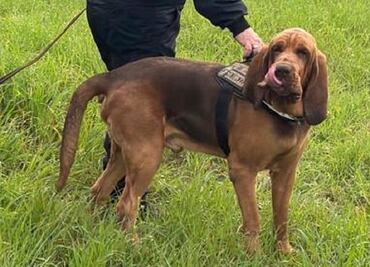 Indigna en Italia la muerte de un perro policía tras comer comida con clavos; exigen aplicar todo el peso de la ley
