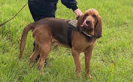 Indigna en Italia la muerte de un perro policía tras comer comida con clavos; exigen aplicar todo el peso de la ley