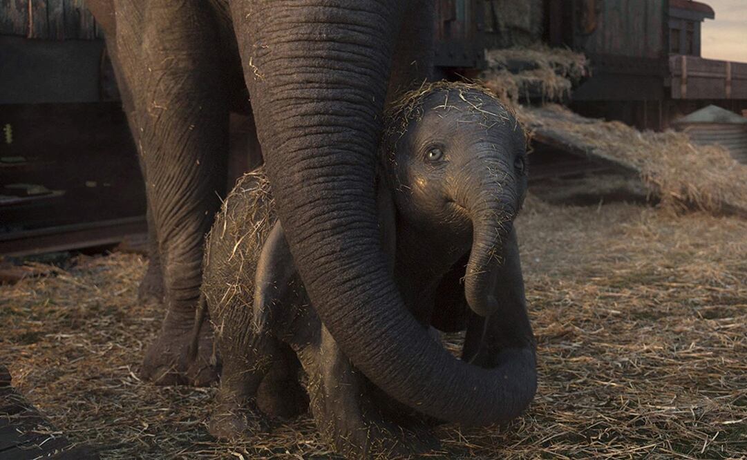 "Dumbo". Foto: Archivo