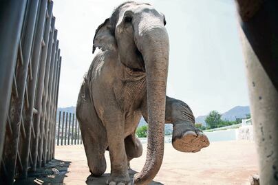 Muere en Ecatepec, 'Benny' el elefante 