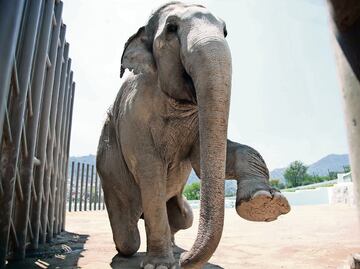 Muere en Ecatepec, 'Benny' el elefante