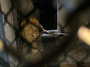 Primeros felinos rescatados del santuario de Tlalpan llegan al Zoológico de Chapultepec