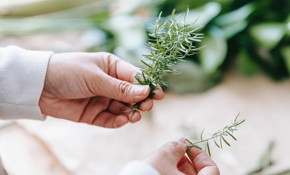 El romero reduce los niveles de cortisol, hormona que provoca el estrés. Foto: Pexels