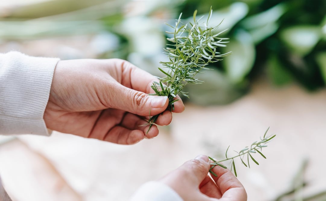 El romero reduce los niveles de cortisol, hormona que provoca el estrés. Foto: Pexels