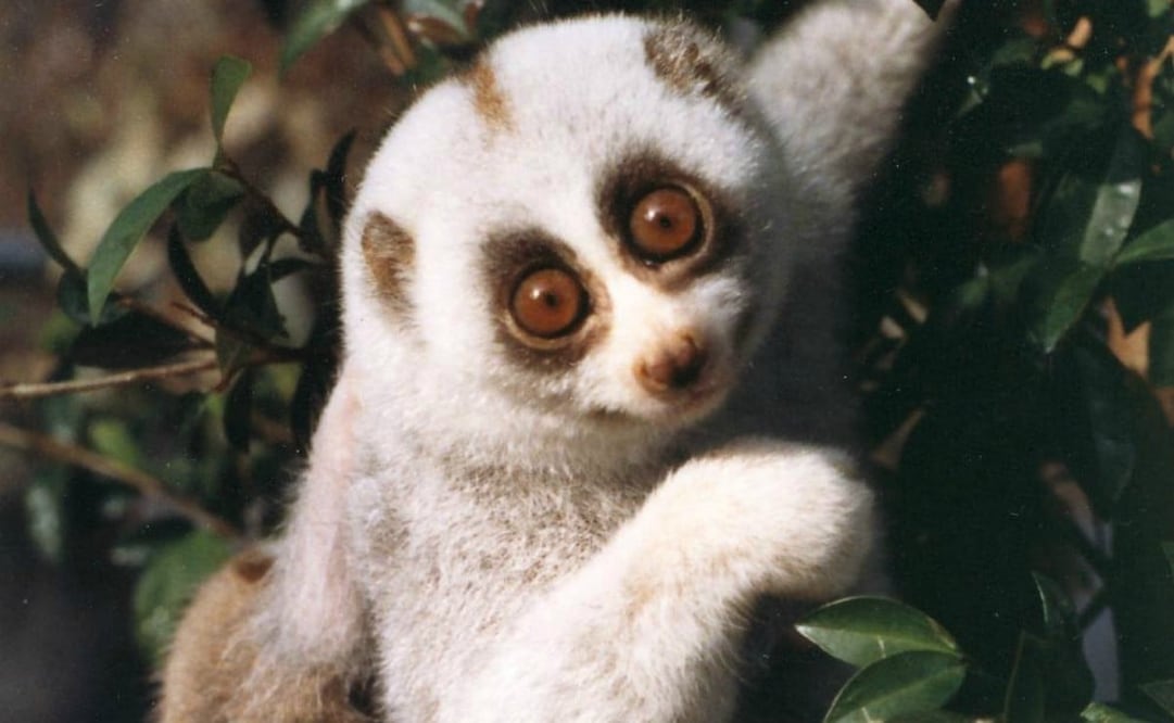 El loris perezoso libera veneno con su mordida, el cual es capaz de pudrir la piel de su víctima. Foto: Wikimedia Commons. Helena Snyder