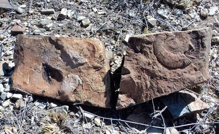 Hallan fósiles del Cretácico en Chihuahua