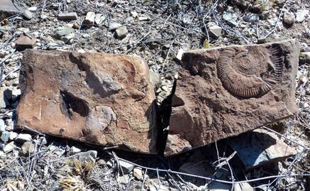 Hallan fósiles del Cretácico en Chihuahua