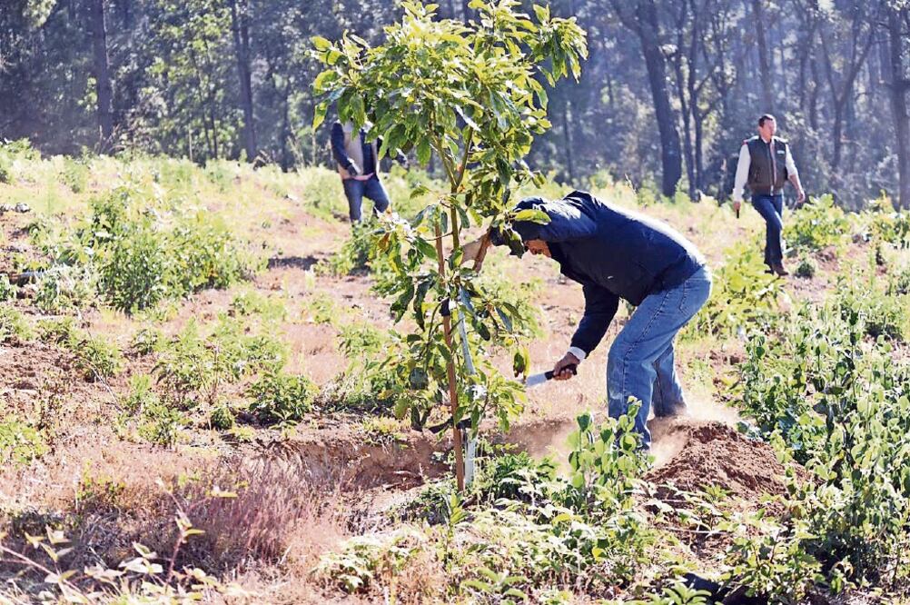 El titular de la Semarnacc aseguró que casi cuatro hectáreas fueron deforestadas para el cultivo de aguacate y que los responsables del daño ambiental deberán restablecer la vocación de esa zona como área boscosa. (CARLOS ARRIETA. EL UNIVERSAL)