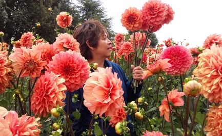 El señor de las dalias: integra estas flores a su familia y a su vida