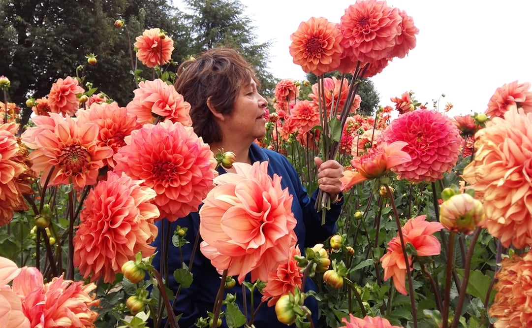  Cosechar una dalia no es tan simple como enterrar un camote en la tierra, es una trabajo que requiere de imaginación, explica el productor. 