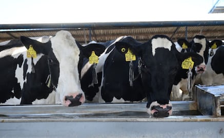 Llegan a Chiapas 717 mil dosis de ivermectina; buscan contrarrestar plaga del gusano barrenador