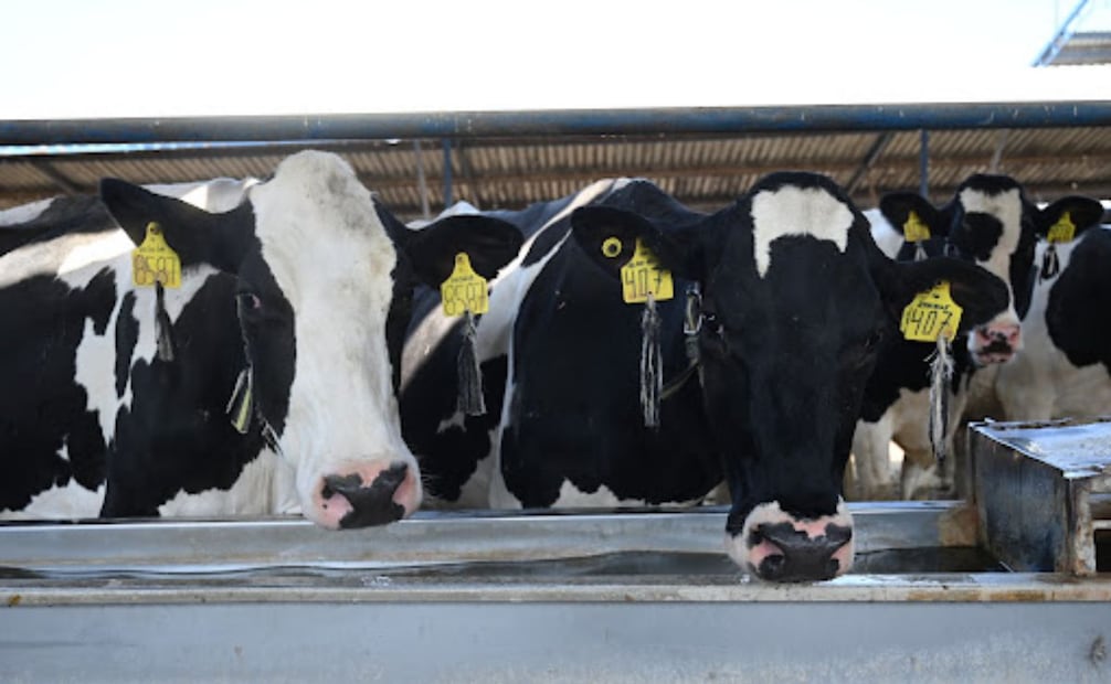 Autoridades piden no generar pánico entre la población, y revisar constantemente a sus animales. Foto: Especiales.