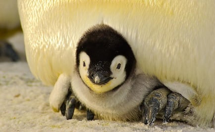 Calentamiento global amenaza con extinguir a pingüinos emperador