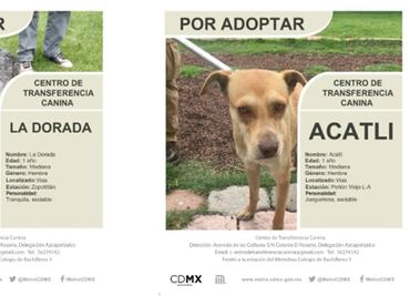 Albergue canino del Metro invita a conocer ejemplares para adopción
