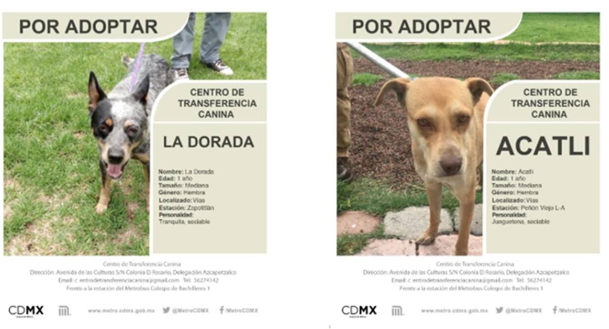 Albergue canino del Metro invita a conocer ejemplares para adopción. Foto: Especial