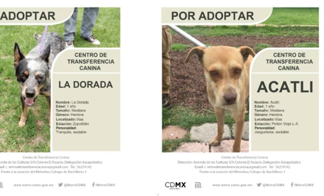 Albergue canino del Metro invita a conocer ejemplares para adopción. Foto: Especial