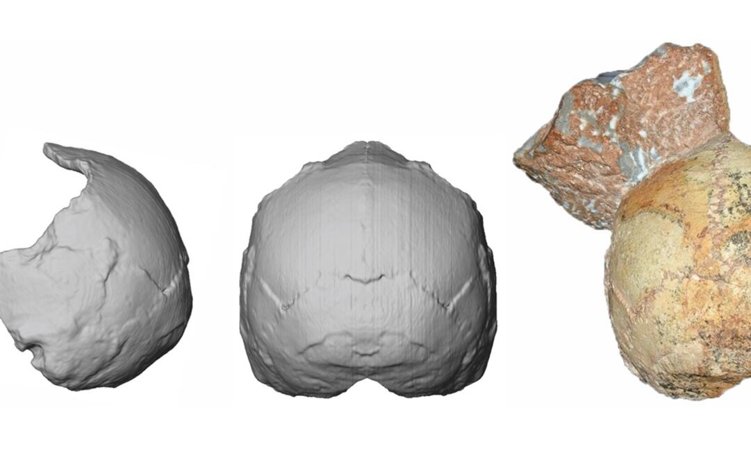 Imagen de la Universidad de Tuebingen que muestra el fósil craneal Apidima 1, derecha, con un pedazo de roca adjunto, y su reconstrucción digital al centro y la izquierda. Foto: Katerina Harvati/Universidad de Tuebingen vía AP