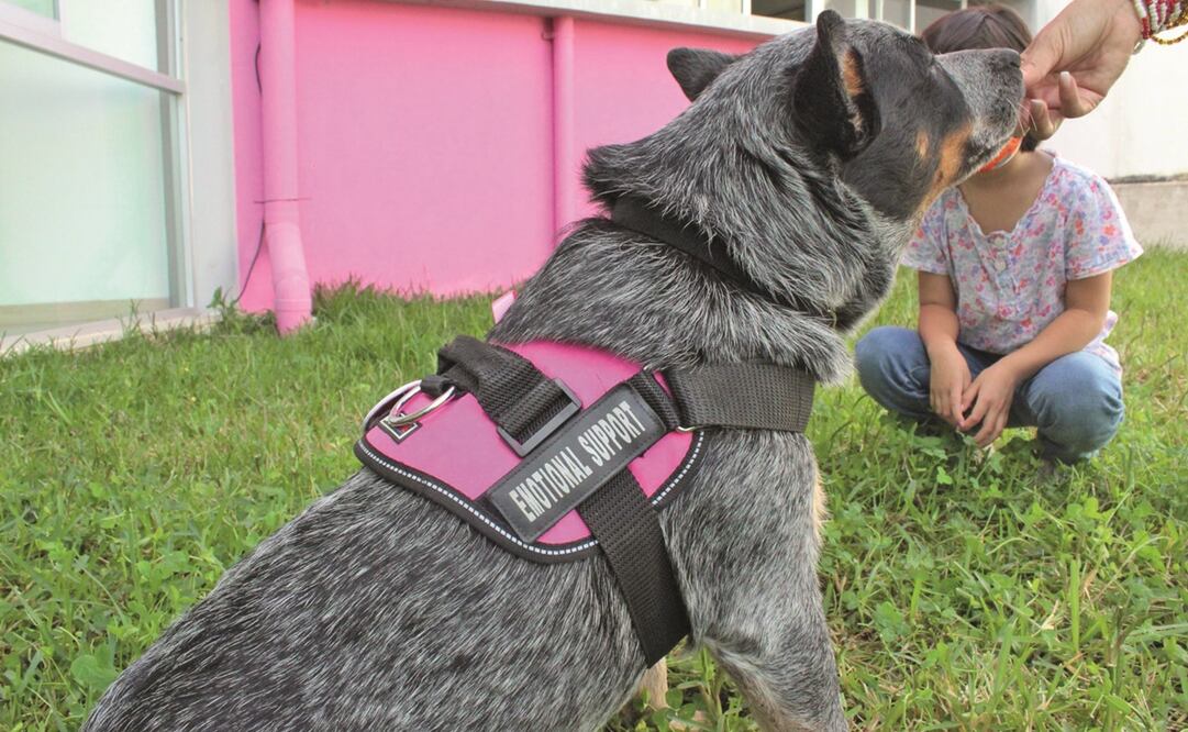 Los niños que acuden a terapia con sus madres ahora regresan con gusto, pues esperan reencontrarse con Mosho, que juega con ellos. Fotos: Edgar Ávila. EL UNIVERSAL