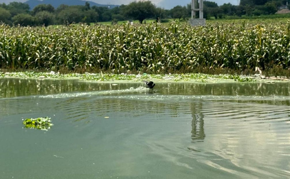 Conagua alista embarcación para retirar lirio en la presa Endhó en Hidalgo; buscan frenar al mosquito Culex.
Foto: Especial.