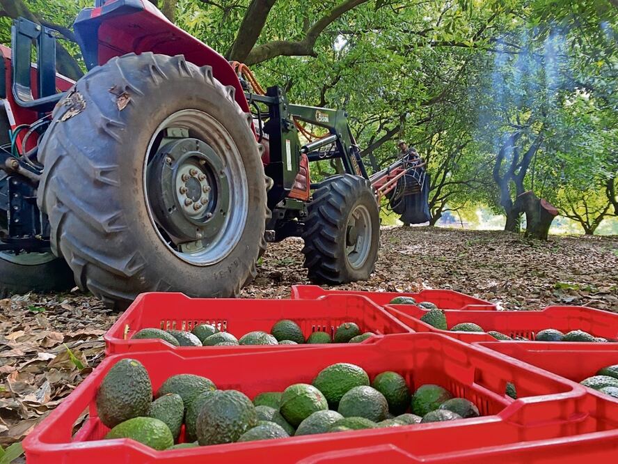 Al frenarse la exportación de más de 15 mil toneladas de aguacate, los productores dejaron de obtener más de 52 millones de dólares, señalan. Foto: Archivo | El Universal