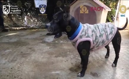 Liberan a Sonia, encargada del albergue “En Busca de un Hogar”, tras acusaciones de maltrato animal