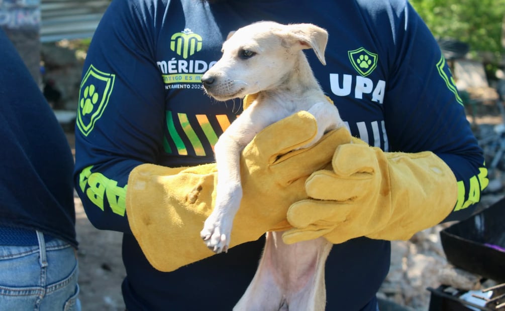 Entre los animales encontraron 13 perros, seis gatos, una zarigüeya, 19 aves y un ratón. | Foto: Especial.