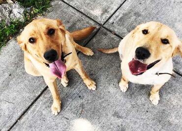 Protege a tu perro de la pirotecnia con el método de Tellington