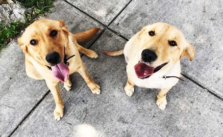 ¿Es recomendable abrazar a las mascotas cuando truenan cohetes este 15 de septiembre?